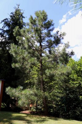 Pinus jeffreyi - borovice Jeffreyova - celek